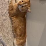 Foto del gato perdido en Poitiers