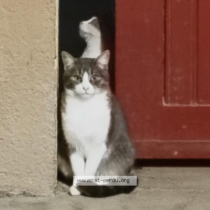 Foto 1/1 Yumi Chat perdido en Lacroix saint ouen