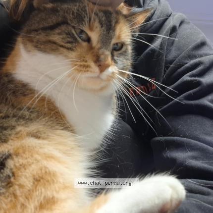 Foto 1/1 Charlotte Chat perdido en Braine le comte