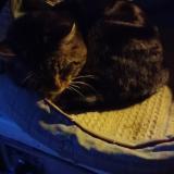 Foto de gato encontrado en Maussac