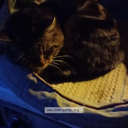 Foto 1/1 Gato encontrado Encontrado en Maussac