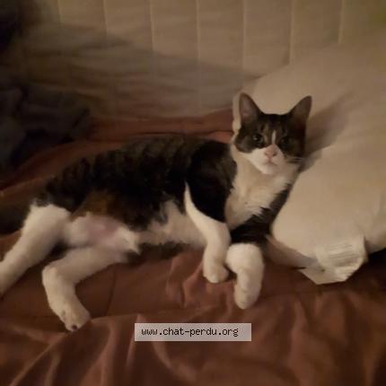 Foto 1/1 Mitsou Chat perdido en Montreal