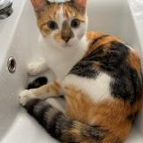 Foto del gato perdido en Le Relecq Kerhuon