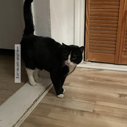 Foto 1/1 Gato encontrado Encontrado en Montreal