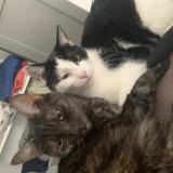 Foto del gato perdido en Bierne