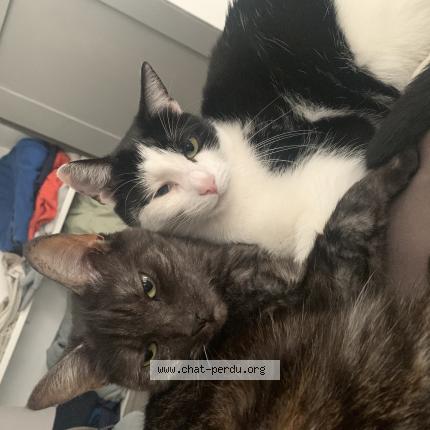 Foto 1/1 chacha Chat perdido en Bierne