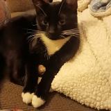 Foto del gato perdido en Kennewick