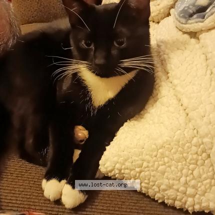 Foto 1/1 Mama Chat perdido en Kennewick