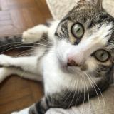 Foto del gato perdido en Cauna