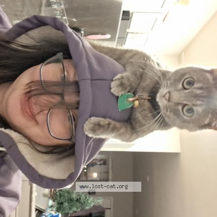 Foto 1/1 Lil Chat perdido en Pearidge