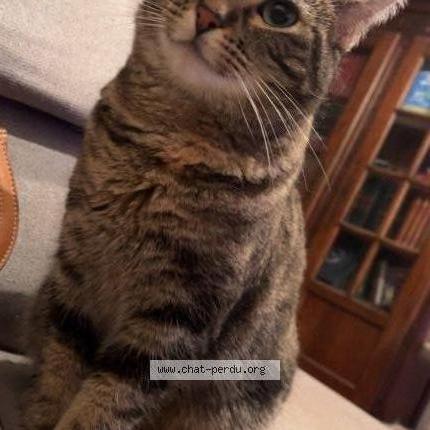 Foto 1/2 Kiki Chat perdido en Lomont