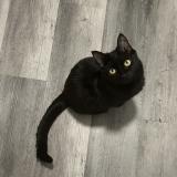 Foto del gato perdido en Peoria