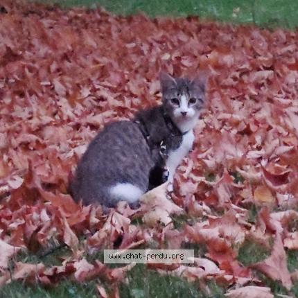 Foto 1/1 No&eacute;mie Mauclair Chat perdido en Caen