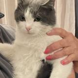 Foto del gato perdido en Saint Raphael