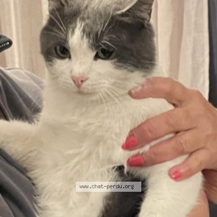 Foto 1/1 Maoui Chat perdido en Saint raphael