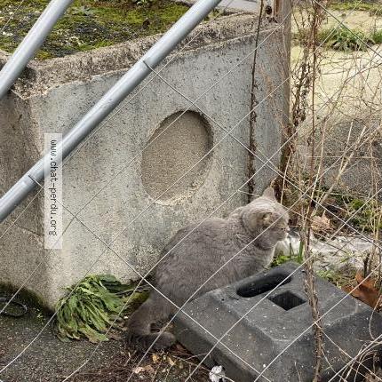 Foto 1/2 Gato encontrado Encontrado en Aubervilliers