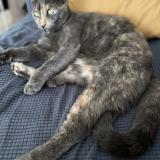 Foto del gato perdido en Libourne