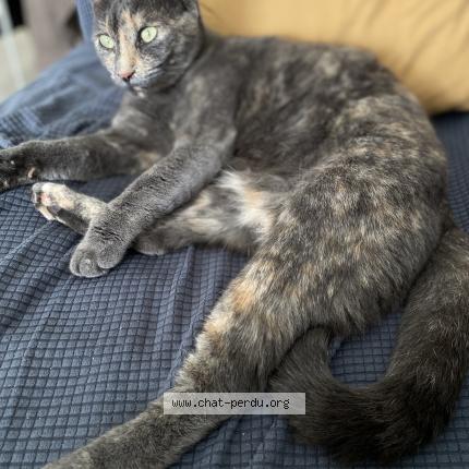 Foto 1/1 Minou Chat perdido en Libourne