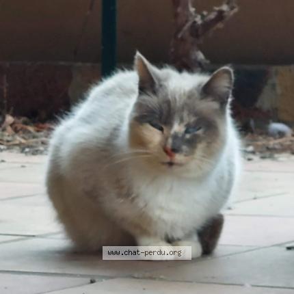 Foto 2/2 Gato encontrado Encontrado en Casteljaloux