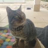 Foto de gato encontrado en Charly