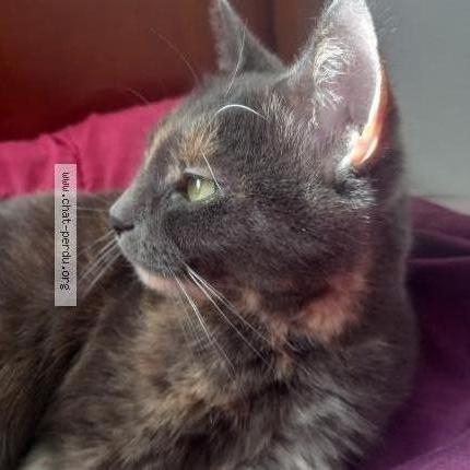 Foto 1/1 MINOUCHE Chat perdido en Bezons