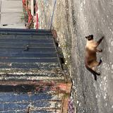 Foto del gato perdido en Bayonne