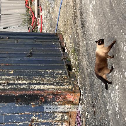 Foto 1/1 Yuki Chat perdido en Bayonne