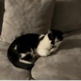 Foto del gato perdido en Colomiers