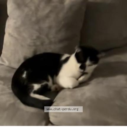 Foto 1/1 CHIPPIE Chat perdido en Colomiers