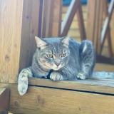 Foto del gato perdido en Charly