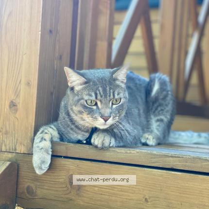 Foto 1/1 Lucky Chat perdido en Charly