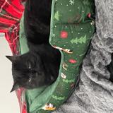 Foto del gato perdido en Marlenheim