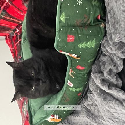 Foto 1/1 Yoda Chat perdido en Marlenheim