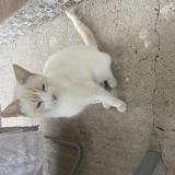 Foto del gato perdido en Cordoba