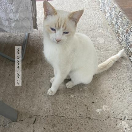 Foto 1/1 Chencho Gato perdido en Cordoba