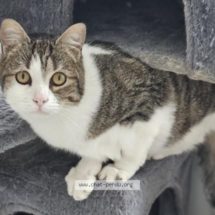 Foto 1/1 Kitcat Chat perdido en Sammeron