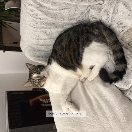 Foto 1/1 Ozone Chat perdido en Hagetmau