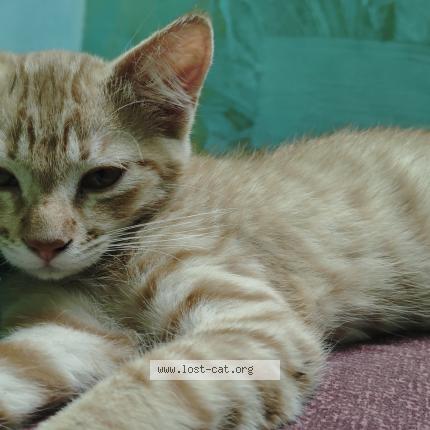 Foto 1/1 Janni Chat perdido en Bijapur kar