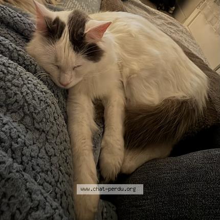 Foto 1/1 Mimine Chat perdido en Marguerittes