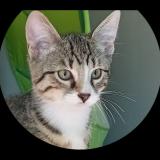 Foto del gato perdido en Grosmagny