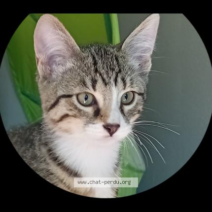 Foto 1/1 Butters Chat perdido en Grosmagny