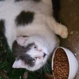 Foto de gato encontrado en Luzinay