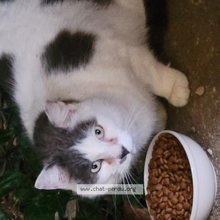 Foto 1/1 Gato encontrado Encontrado en Luzinay