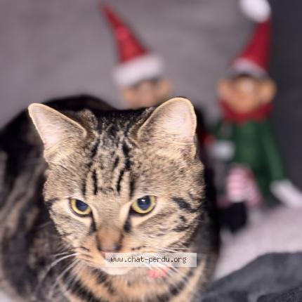 Foto 1/1 Luffy Chat perdido en La neuville roy