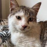 Foto del gato perdido en Nice