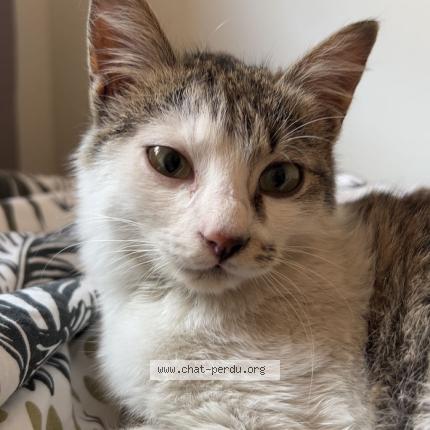 Foto 1/1 Tom Chat perdido en Nice