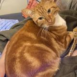 Foto del gato perdido en Nantes