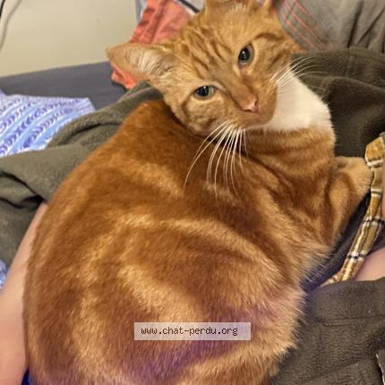 Foto 1/1 Larusso Chat perdido en Nantes