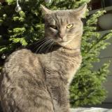 Foto del gato perdido en Olm