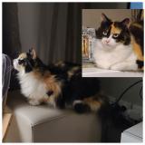 Foto del gato perdido en Roinville